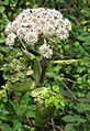 Angelica sylvestris RF