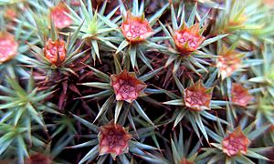 Antheridia polytrichum