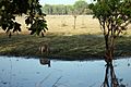 Antilopine Kangaroo Kakadu