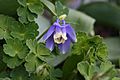 Aquilegia flabellata1