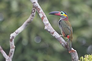 Araçari-negro (Selenidera piperivora) fêmea