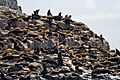 Arctocephalus pusillus Colony Friar Island