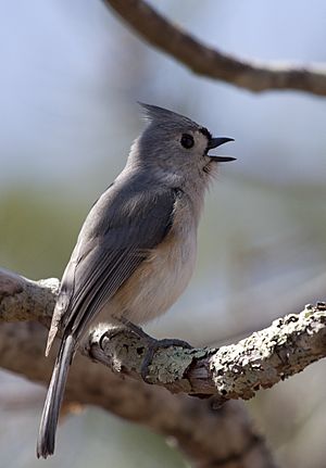 Baeolophus bicolor 15.jpeg