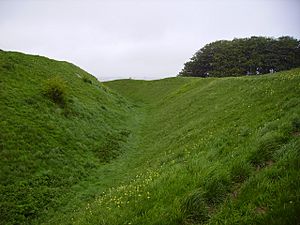 Barbury Castle Cowslips.JPG