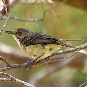 Bermuda White-eyed Vireo