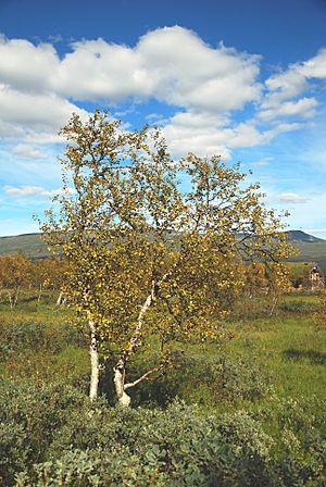 Betula pubescens Ljungdalen August 2011