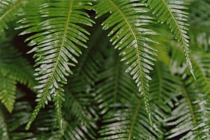 Blechnum nudum, Otway Ranges (2519837927).jpg