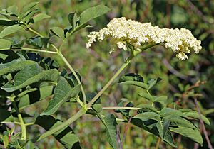 Blue elderberry Sambucus mexicana flowerhead.jpg