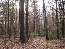 Bottomland hardwood forest amite river