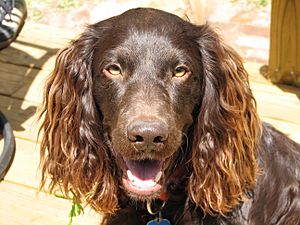 Boykin spaniel.jpg