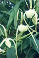 Brassia-girouldiana