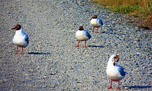 Brown-hooded Gull (Chroicocephalus maculipennis)