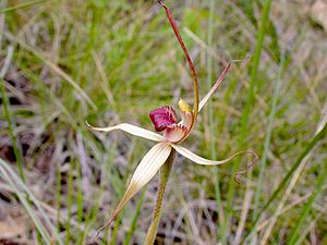 Caladenia australis.jpg