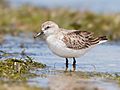 Calidris ruficollis - Marion Bay