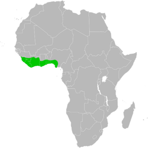 Cephalophus Niger Distribution Map.svg