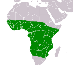 Chalcomitra senegalensis distribution map, crop.png