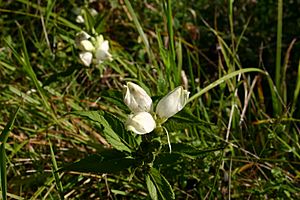 Chelone glabra 002.JPG