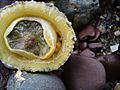 Common limpet