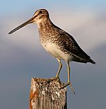 Common snipe fencepost.jpg