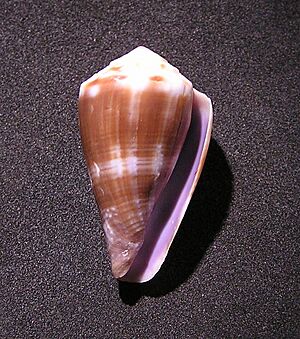 Conus balteatus 001.jpg