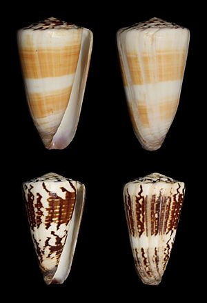 Conus planorbis vitulinus 6454b