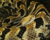 Crotalus horridus (1)