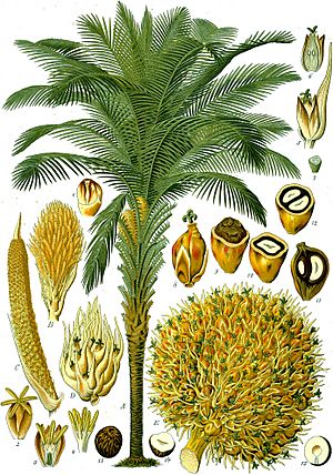 Elaeis guineensis - Köhler–s Medizinal-Pflanzen-056.jpg