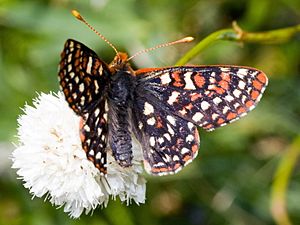 Euphydryas editha 5679.JPG