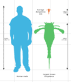 Eurypterus size comparison