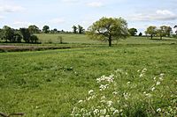 Farmland nr Marbury