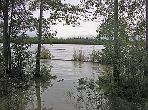 Flooded trees