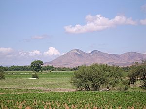 Fresnillo - agricultura 1