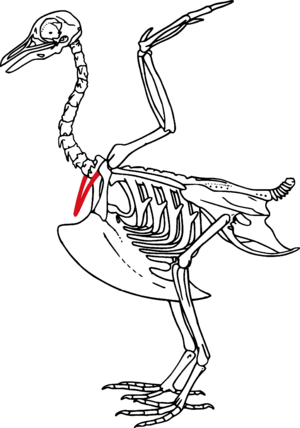 Furcula