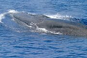 GoM Bryde's Whale.jpg