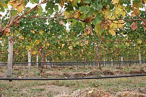 Grape vines02