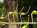 Grevillea robusta unripe seed pods 01