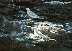 Grey Ternlet NZ jan05