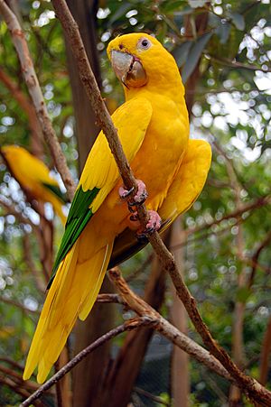 Guaruba guarouba -Gramado Zoo, Brazil-8a.jpg