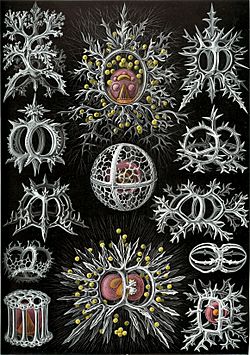 Haeckel Stephoidea