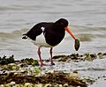 Haematopus finschi