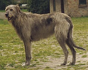 Irish Wolfhound Sam