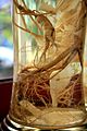 Korea-Sokcho-Sansamju-Wild ginseng wine-02