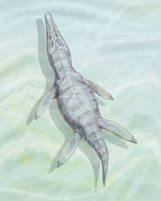 Kronosaurus bojacens1DB