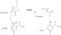 Lactate dehydrogenase mechanism