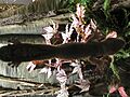 Leaf Tailed Gecko P9240102