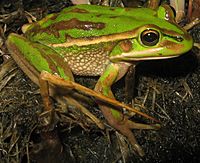 Litoria aurea green2.jpg