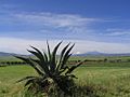 Llanos de Apan