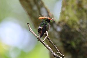 Lophornis delattrei -Panama-8a
