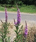 Lythrum salicaria