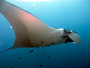 Manta birostris-Thailand